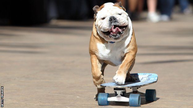 A dog on a skateboard
