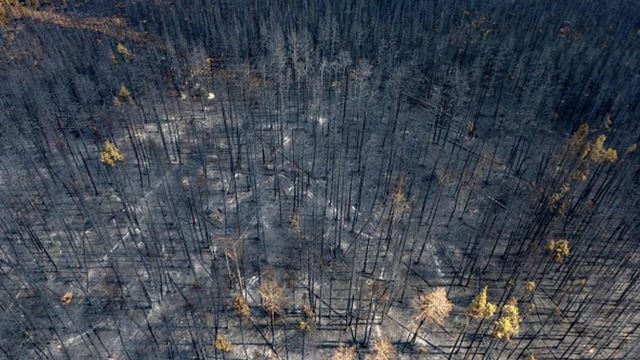 Последствия лесного пожара в Альберте