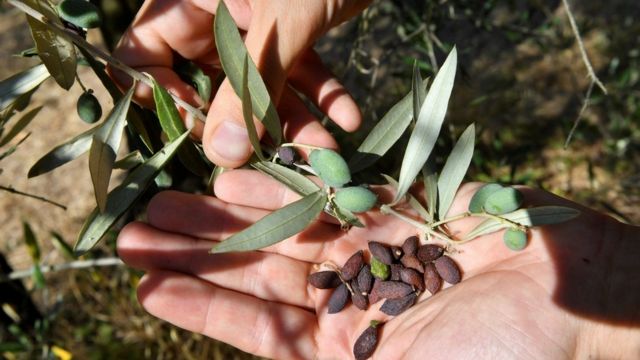 Оливки в Тоскане сохнут и осыпаются