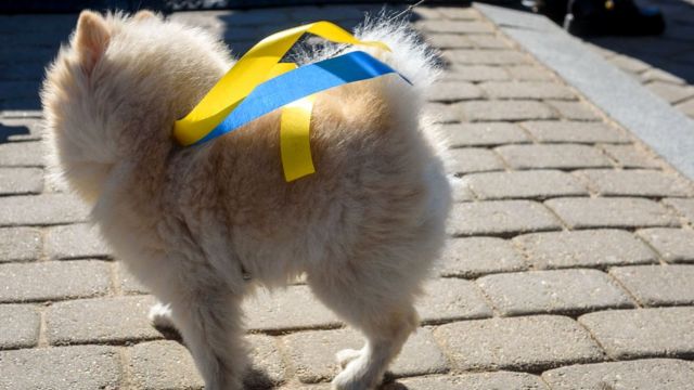 Собачка с украинской ленточкой на акции солидарности с Украиной (3 апреля, Даугавпилс)