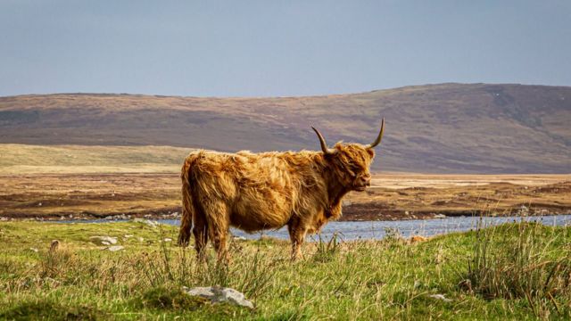 Бык шотландской высокогорной породы на фоне озера
