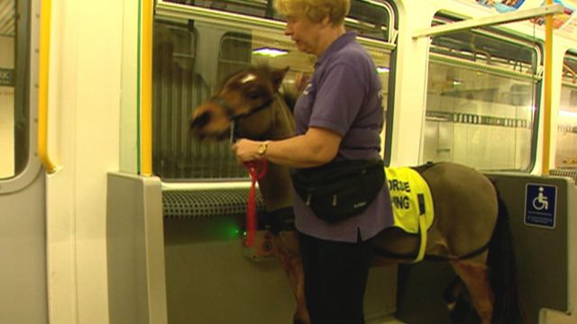 An assistance pony being trained on Newcastle upon Tyne's Metro in 2019