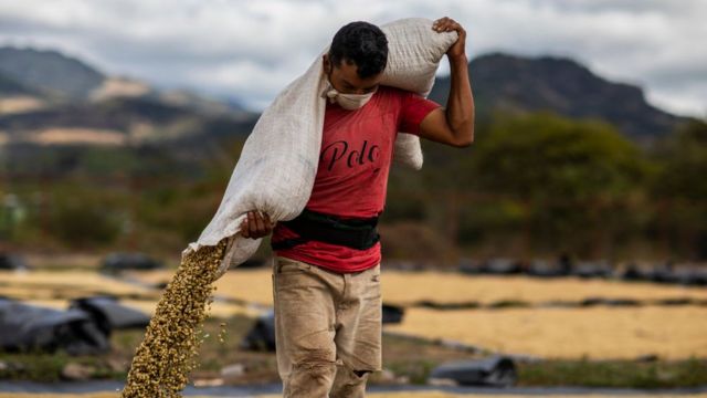Работникам кофейных плантаций в Никарагуа не перепадет ни цента от подорожания кофе на мировом рынке