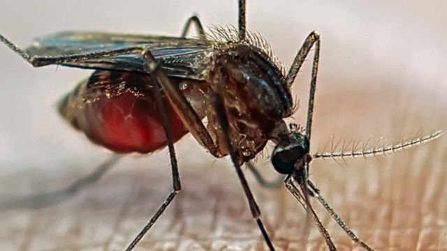 Малярийный комар на коже