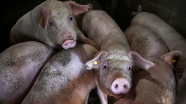 Без газа на скотобойнях свиньям грозит еще более мучительная смерть на фермах