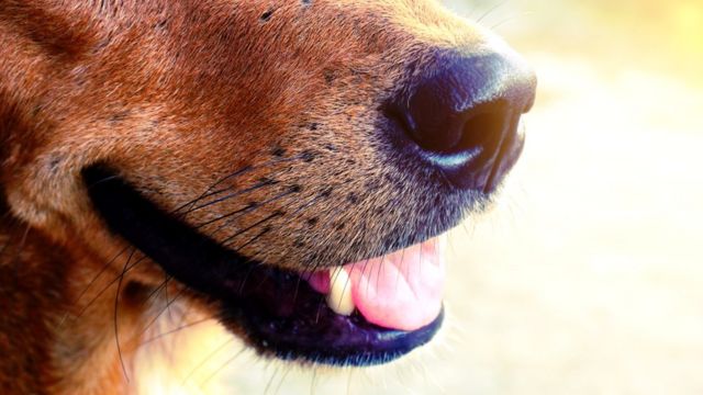 Подопытные собаки у Павлова привыкали ассоциировать звук колокольчика с едой