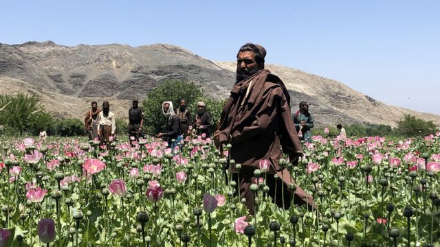 Taliban destroy poppy heads against a mountain background