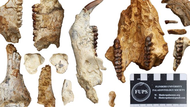 Fossilised jawbones of mukupirnid fortidentata