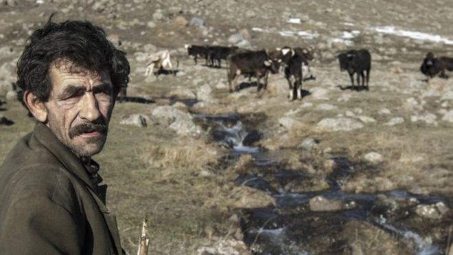 A man herds cattle in the mountains outside of Gyumri