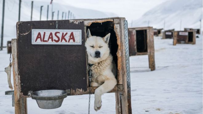 Пес Аляска в своей будке на Шпицбергене