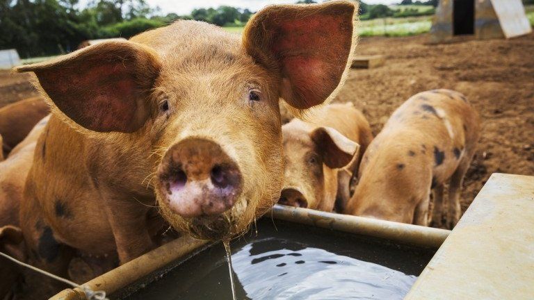 A pig at a trough