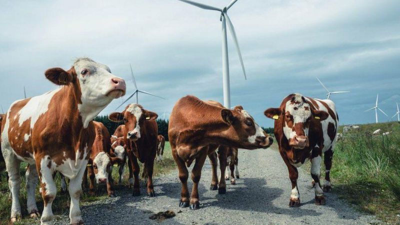Коровы на фоне ветряных электростанций