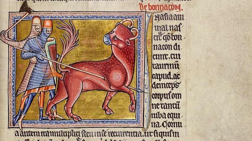 The Bonnacon in The Aberdeen Bestiary manuscript