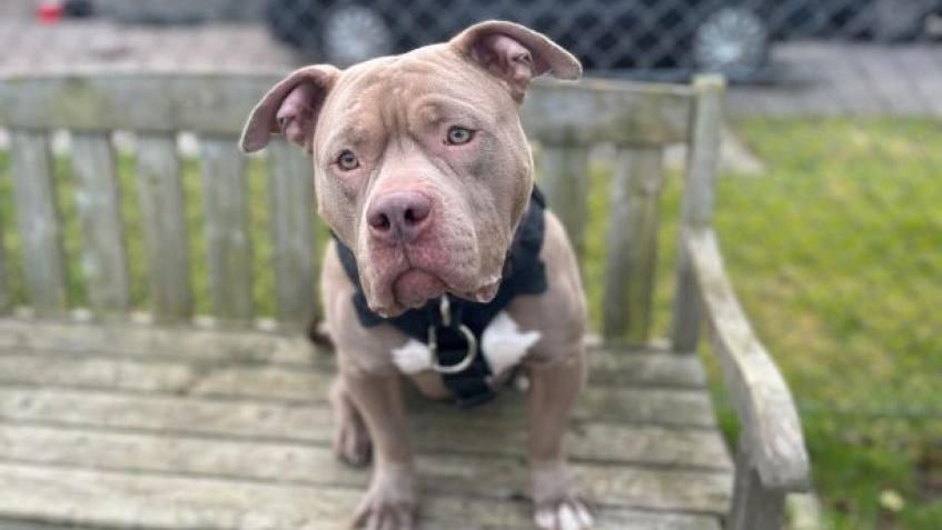 Brown dog with white chest sitting on a bench