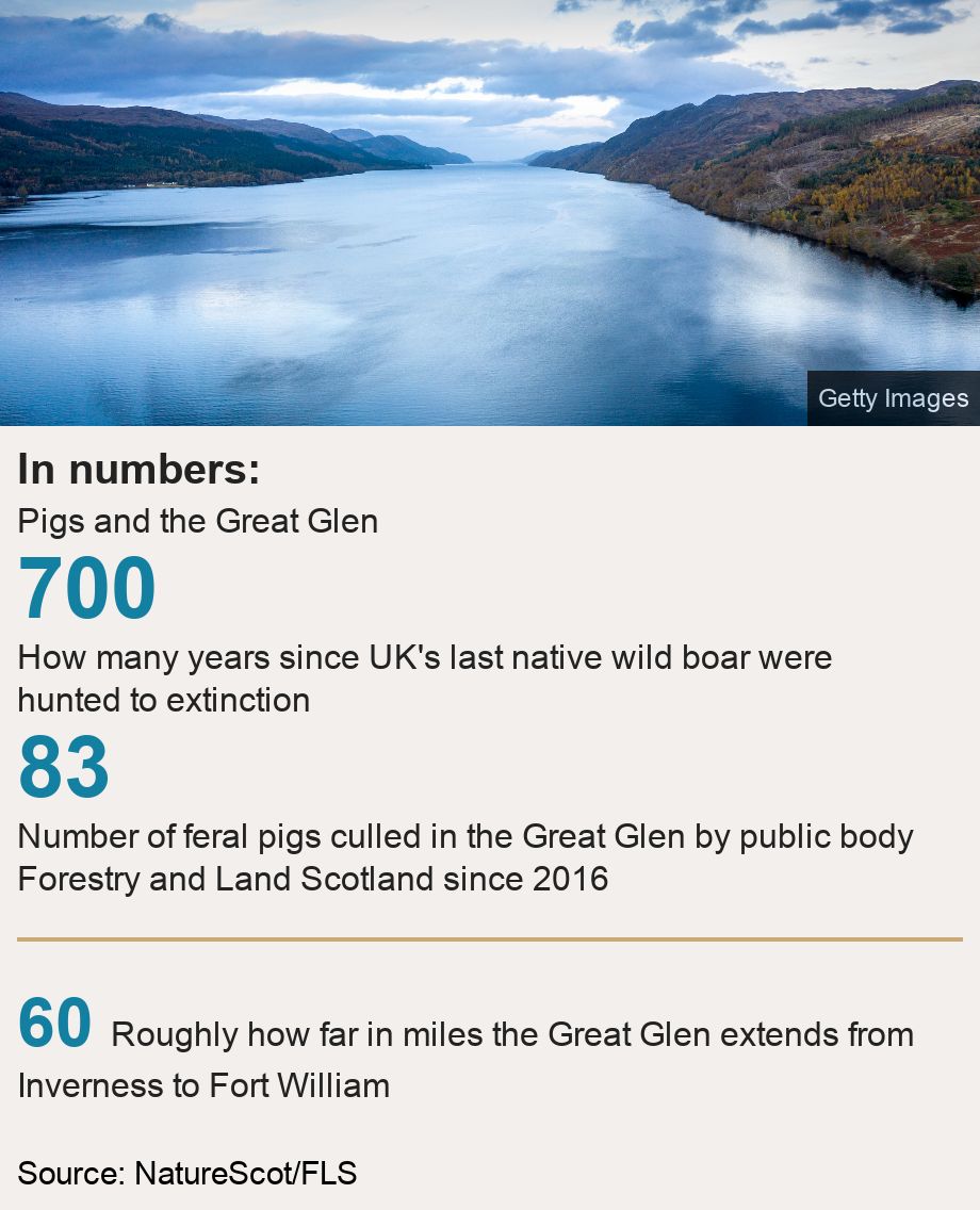 In numbers:. Pigs and the Great Glen [ 700 How many years since UK's last native wild boar were hunted to extinction ],[ 83 Number of feral pigs culled in the Great Glen by public body Forestry and Land Scotland since 2016 ] [ 60 Roughly how far in miles the Great Glen extends from Inverness to Fort William ], Source: Source: NatureScot/FLS, Image: Loch Ness and Great Glen