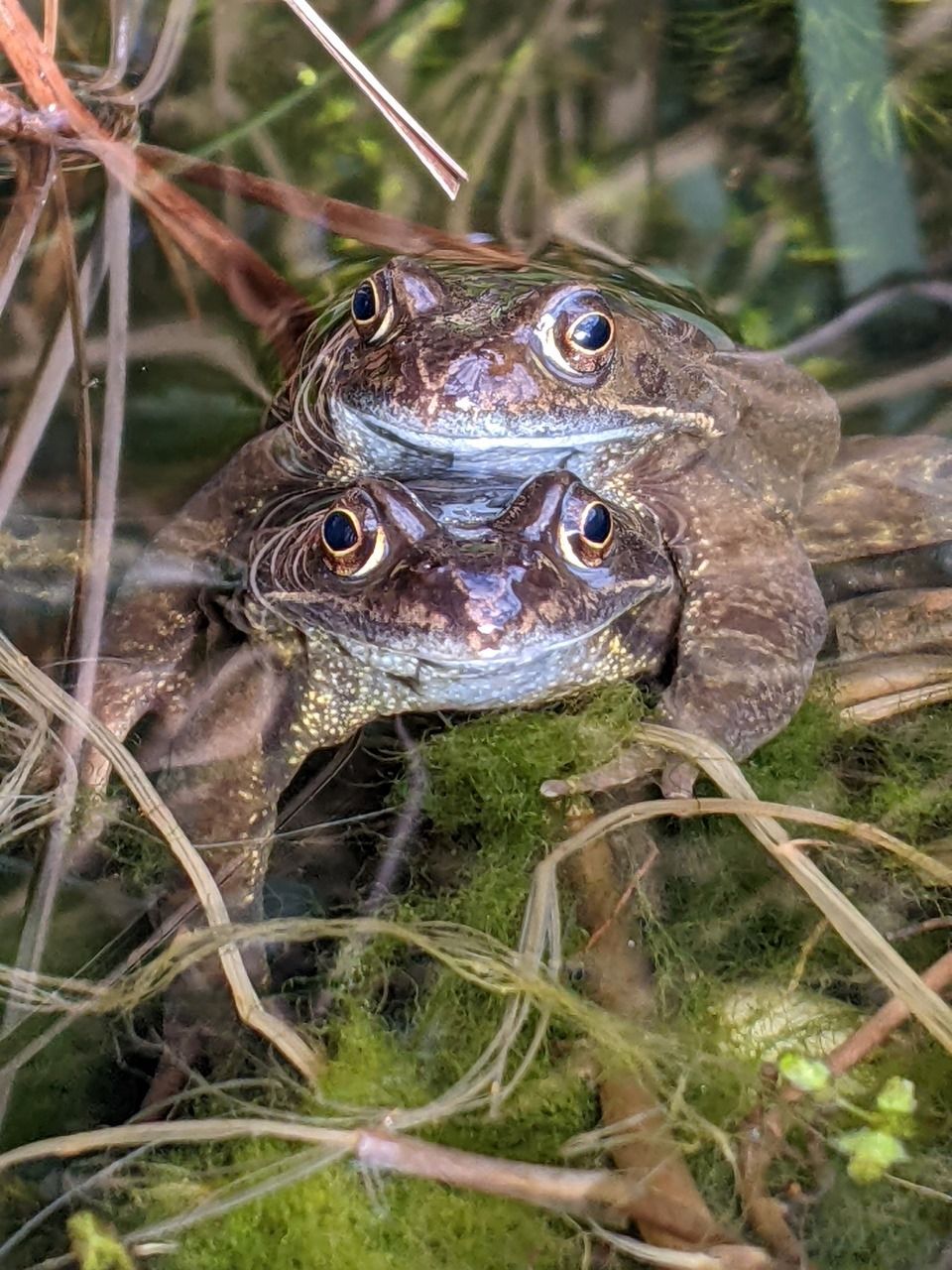 Friendly frogs