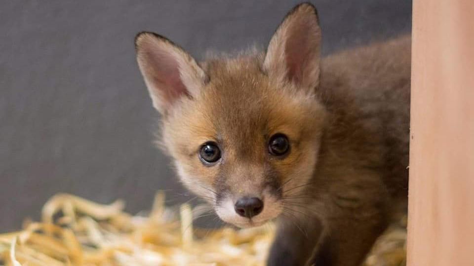 A baby fox