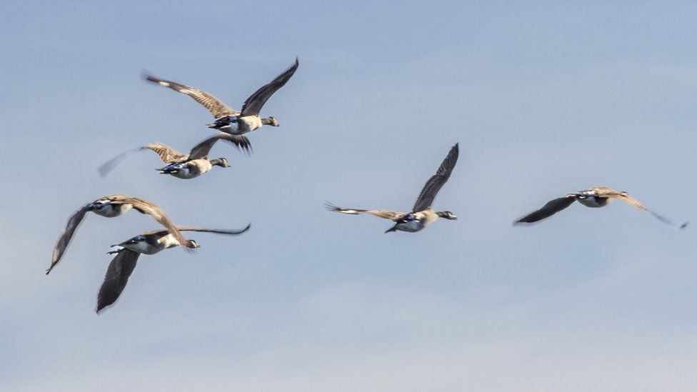 Canada goose