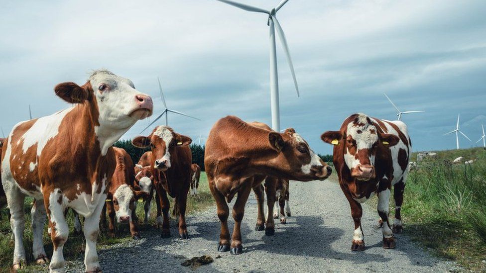 Cows walking between wind turbines in Norway