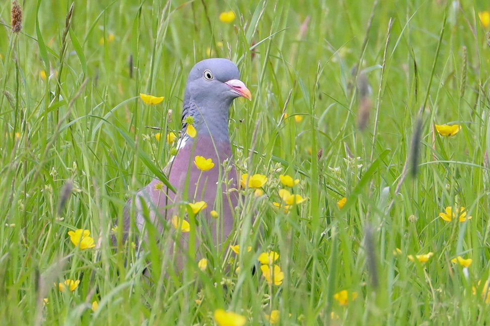 A bird standing in long grass