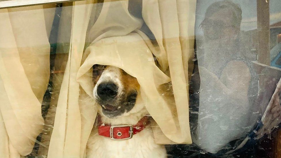 A dog at the window