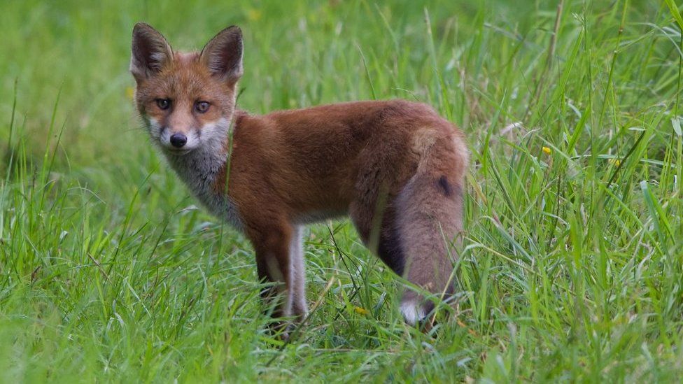 Fox cub