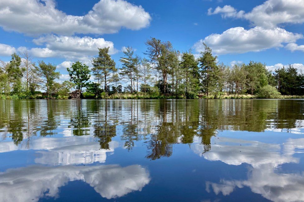 Clouds and trees reflected in water