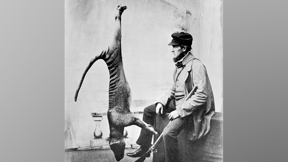 Trophy photograph, hunter and thylacine
