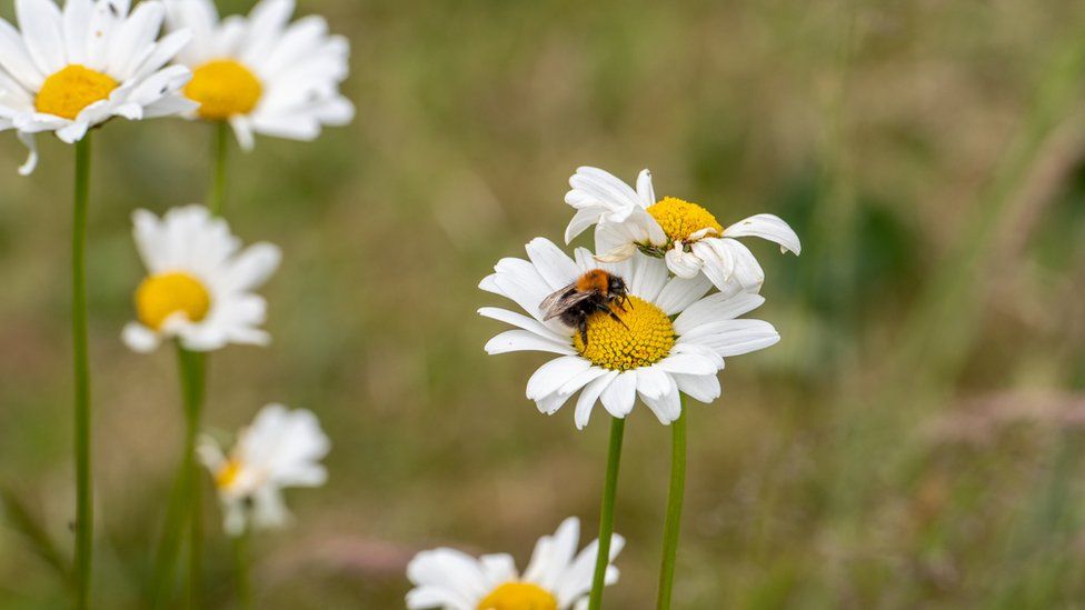 A bee pollinates a white English daisy among the meadows of Southlands, Stockton on Tees , Yorkshire, UK