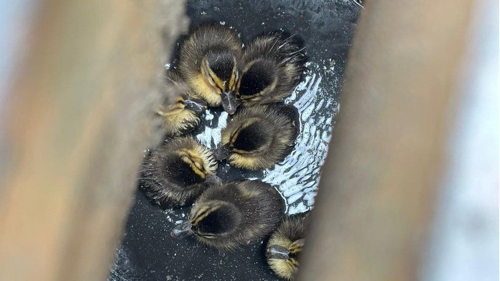 The trapped ducklings