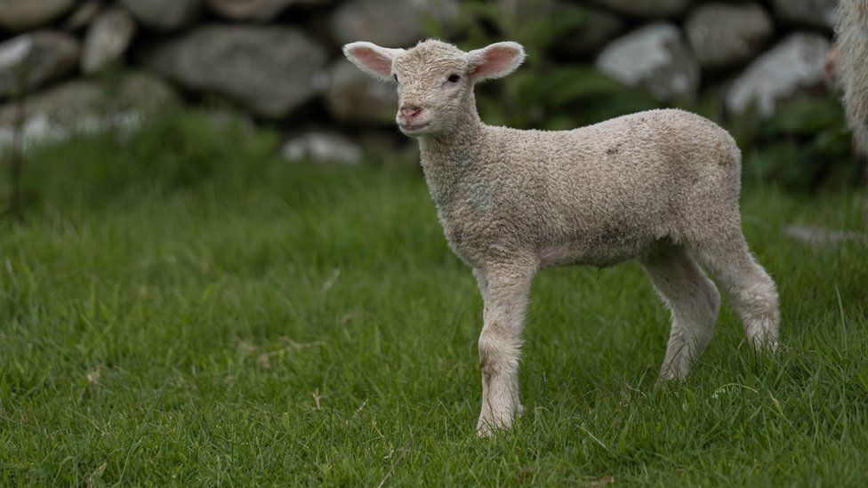 Merino Romney cross lamb