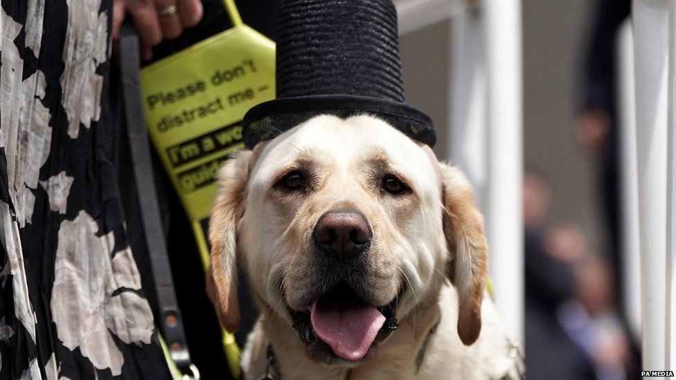 A guide dog called Jimbo wearing a top hat
