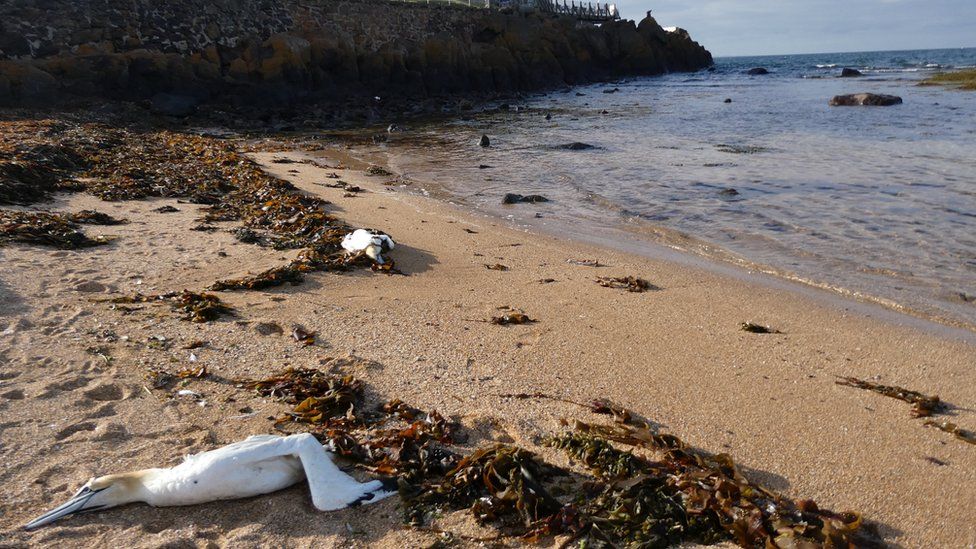 Dead gannets in North Berwick