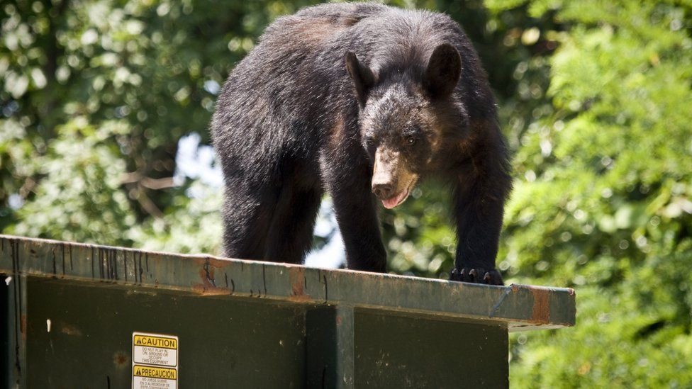 A black bear in a dumpster