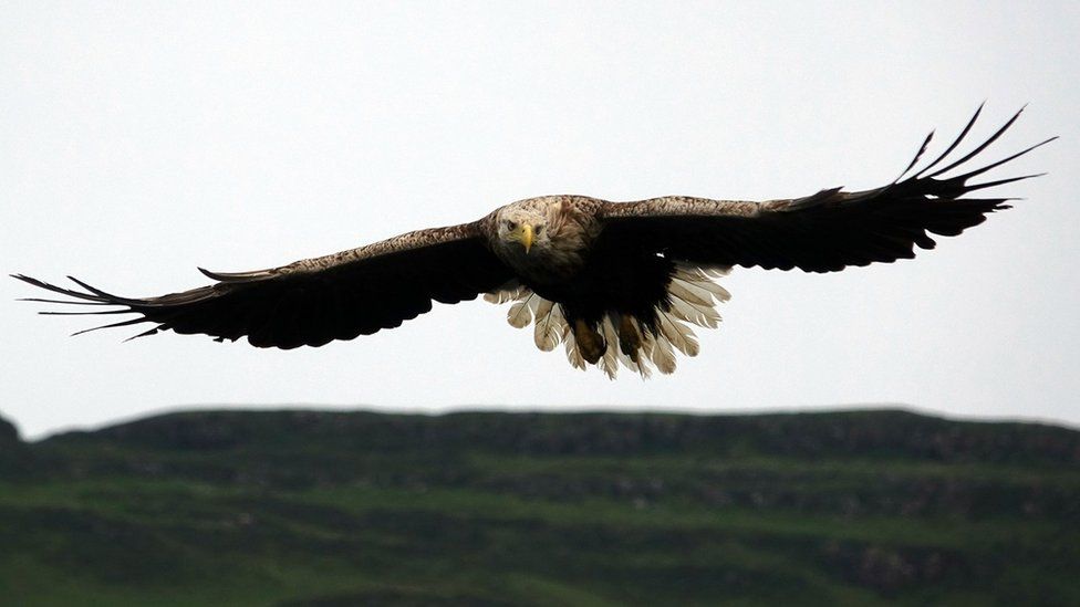 White Tailed Eagle on the Isle of Mull