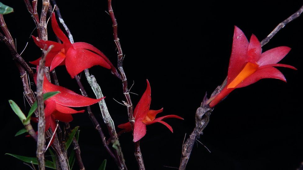 Orchid Dendrobium lancilabium