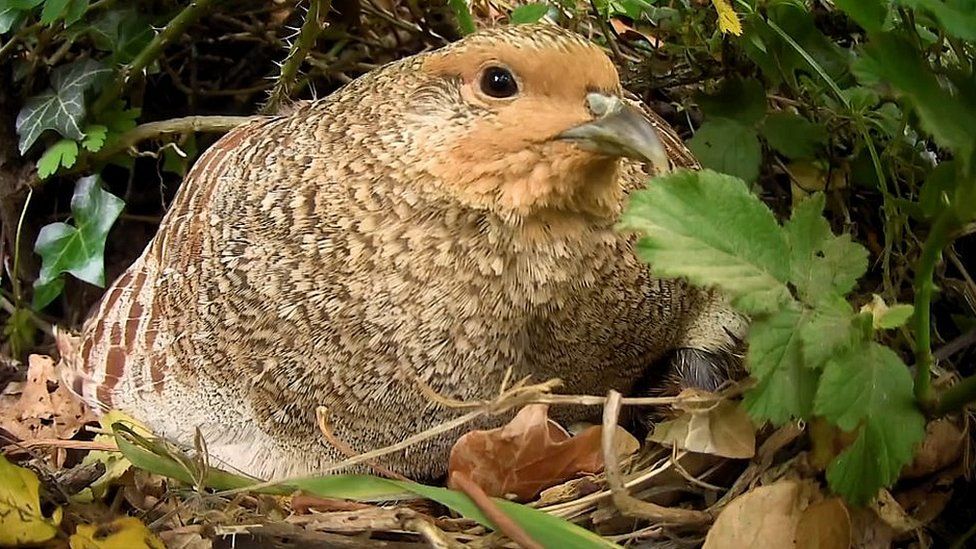 Bird on a nest