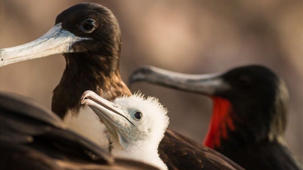 Magnificent frigatebird with chick