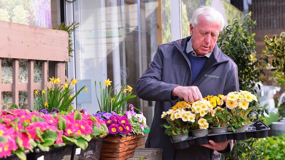 An older man with grey hair looking at and organising a tray of yellow flowers he is holding in his hand, while standing in a garden centre