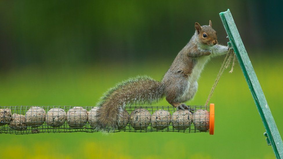A squirrel eats from a bird feeder