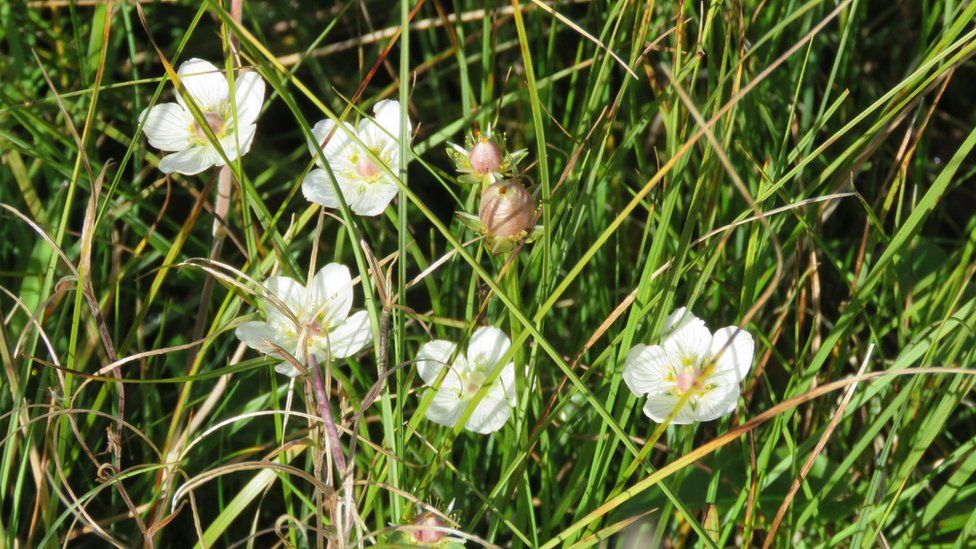 Grass-of-Parnassus at Eycott reserve