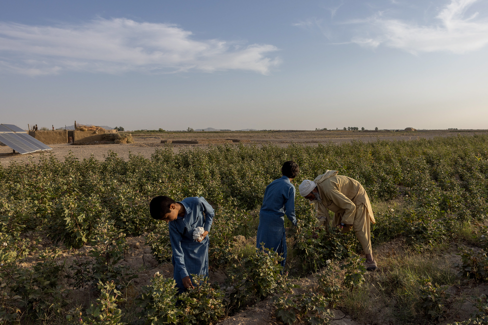 The boys help Abdul Aziz with work in the fields. "I am getting older, it is harder to work," Abdul Aziz said. Image: Julian Busch/BBC