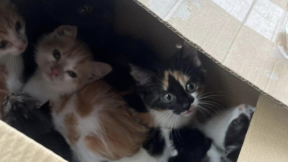 Box of kittens