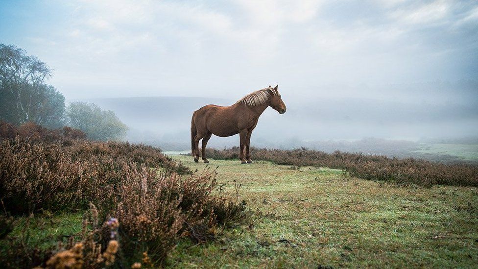 Horse in a misty landscape