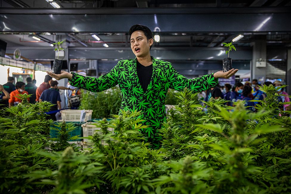 A man stands with mature marijuana plants at a marijuana legalization expo in Buriram, Thailand.