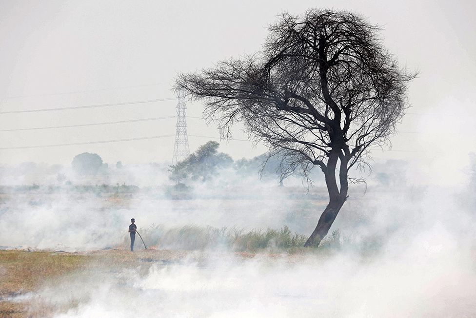 A worker burns stubble after harvesting pulse crop in a field in Hoshangabad district in India's Madhya Pradesh state on 12 June 2022
