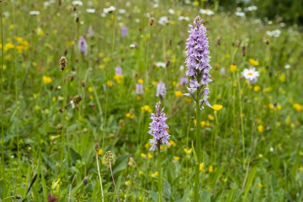 Orchids in a wildflower mneadow