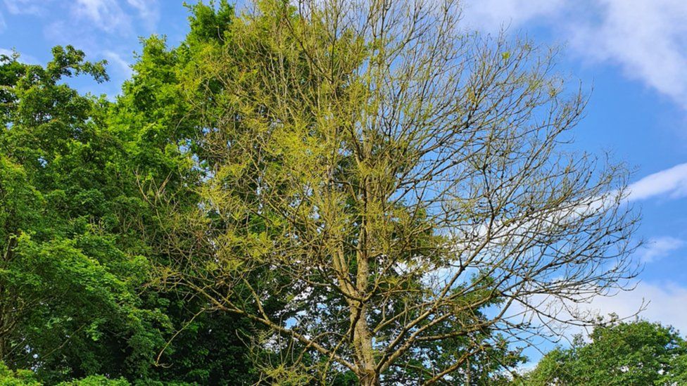 A defoliated ash tree after an ash sawfly attack