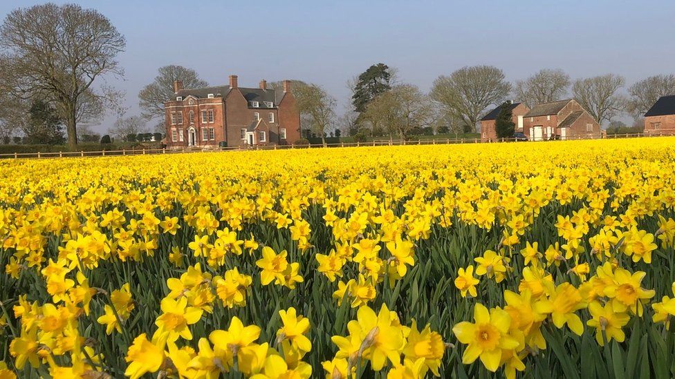 Daffodils in a field