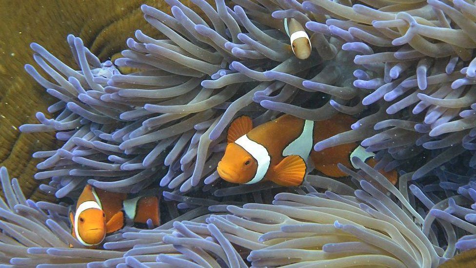 Clown fish swimming among the coral on the Great Barrier Reef